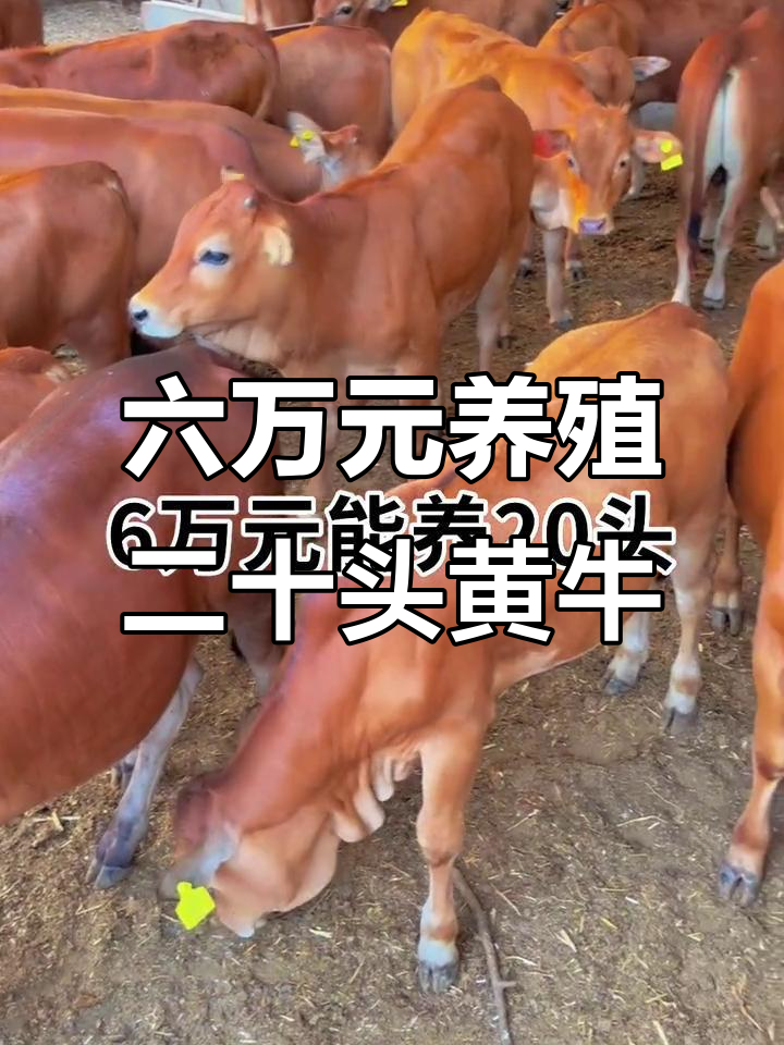 衢州最新线上套医保的黄牛是真的吗方法分析(最方便真实的衢州线上套医保的黄牛是真的吗能报销吗方法)